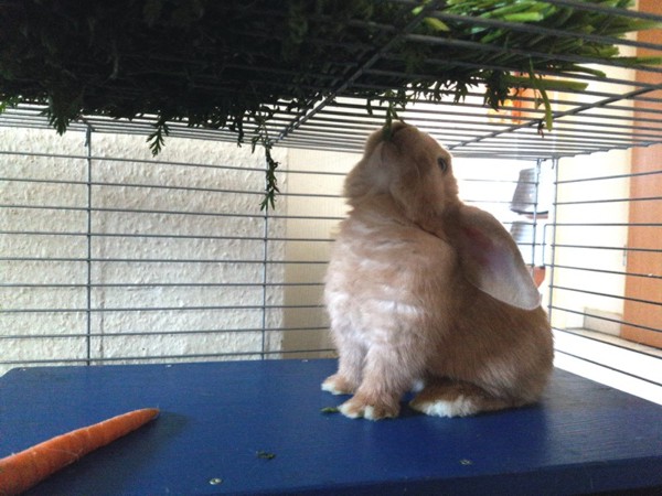 Möre gibt's später